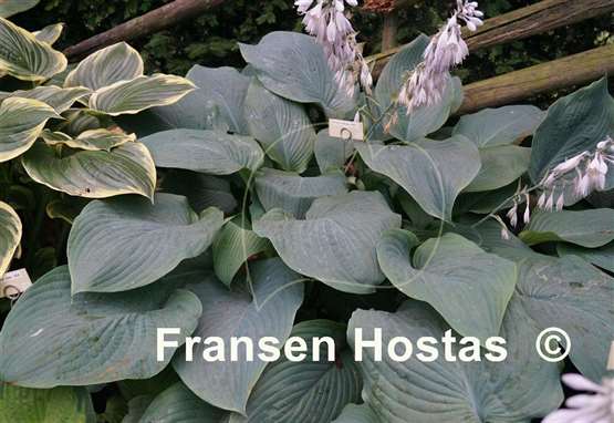 Hosta Prince of Wales